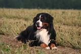 BOUVIER BERNOIS 582